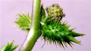  Male and Female Capitula